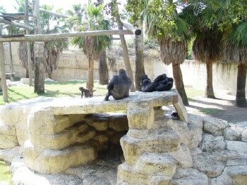 Asha, Penny, Mary, and Martha - Western Lowland Gorillas