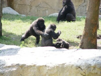 Nzinga, Harambe, and Asha in front with Mary in back - Western Lowland Gorillas