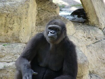 Martha - Western Lowland Gorilla