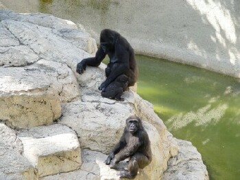 From front to back: Harambe, Asha, And Martha - Western Lowland Gorillas