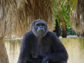 Martha - Western Lowland Gorilla