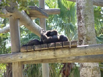 Harambe and Asha - Western Lowland Gorillas