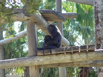 Harambe and Asha - Western Lowland Gorillas