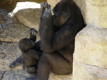 Asha and Martha - Western Lowland Gorillas