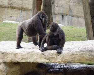 Nzinga (born May 22, 1998 - son of Mary and Moja) - Western Lowland Gorilla