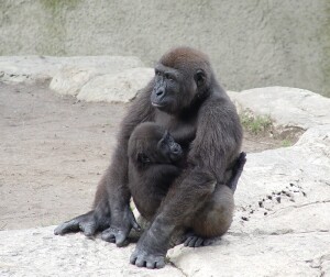 Harambe and Asha - Western Lowland Gorillas