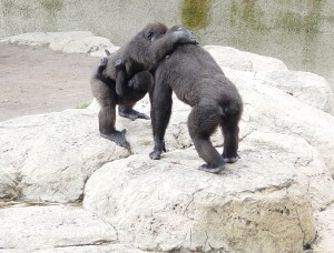 Harambe, Asha, and Nzinga - Western Lowland Gorillas