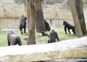 Mary, Martha, Asha, Penny, Harambe, and Nzinga - Western Lowland Gorillas
