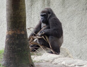 Penny - Western Lowland Gorilla