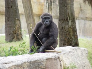 Harambe - Western Lowland Gorilla