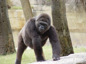 Mary - Western Lowland Gorilla