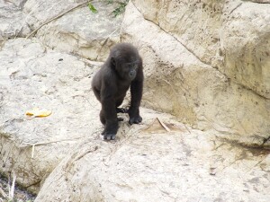 Asha - Western Lowland Gorilla