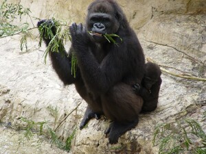 Martha and Asha - Western Lowland Gorillas