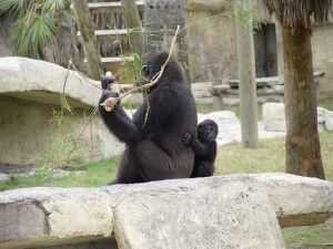 Martha and Asha - Western Lowland Gorillas