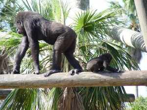 Martha and Asha - Western Lowland Gorillas