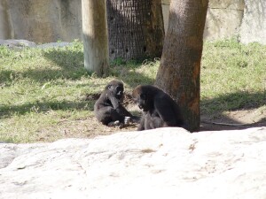Asha and Pelly - Western Lowland Gorillas