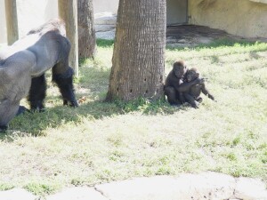 Pelly and Asha look at their Dad, Moja - Western Lowland Gorillas