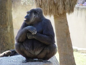 Penny - Western Lowland Gorilla