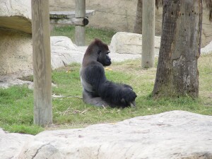 Moja - Western Lowland Gorilla