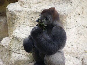 Moja - Western Lowland Gorilla