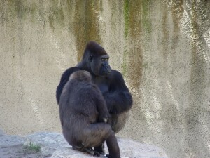 Nzinga & Moja - Western Lowland Gorillas