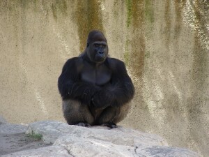 Moja - Western Lowland Gorilla