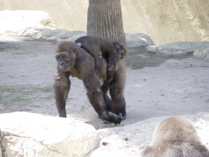 Harambe & Asha - Western Lowland Gorillas