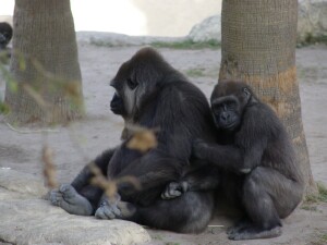 Penny & Harambe - Western Lowland Gorillas