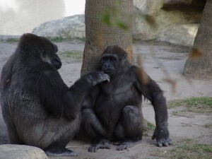 Penny & Harambe - Western Lowland Gorillas