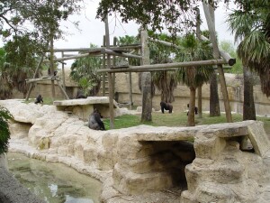 Western Lowland Gorillas