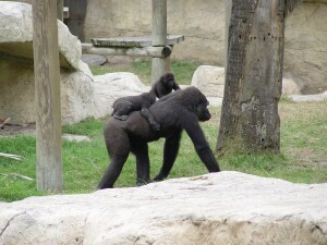 Asha & Martha with Pele in back - Western Lowland Gorillas