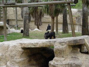 Pele, Asha, & Martha with Moja in back - Western Lowland Gorillas