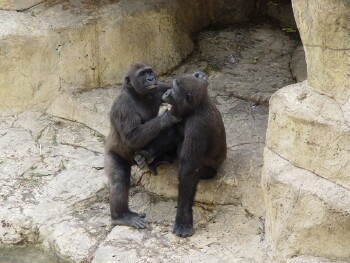 Harambe & Nzinga - Western Lowland Gorillas