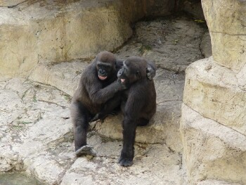 Harambe & Nzinga - Western Lowland Gorillas