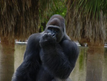 Moja - Western Lowland Gorilla