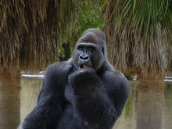 Moja - Western Lowland Gorilla