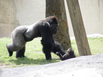 Moja & Asha - Western Lowland Gorillas