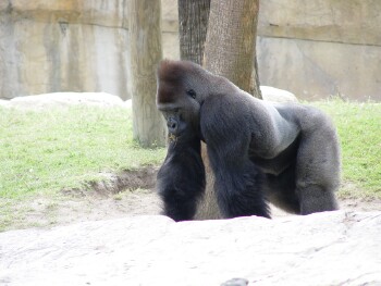 Moja - Western Lowland Gorilla