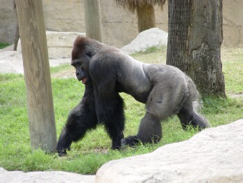 Moja - Western Lowland Gorilla