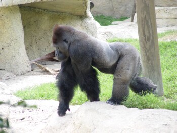 Moja - Western Lowland Gorilla