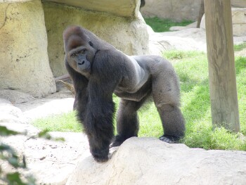 Moja - Western Lowland Gorilla