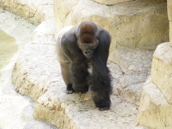 Moja - Western Lowland Gorilla