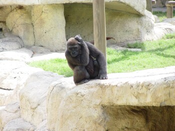 Harambe - Western Lowland Gorilla