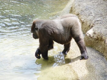 Penny - Western Lowland Gorilla