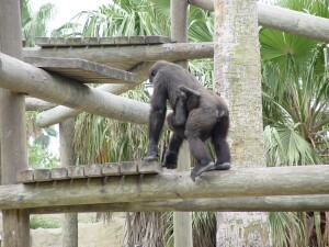 Asha & Harambe - Western Lowland Gorillas