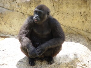 Harambe - Western Lowland Gorilla