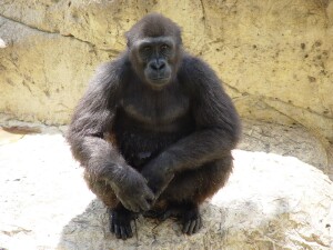 Harambe - Western Lowland Gorilla