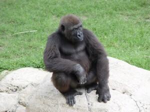 Harambe - Western Lowland Gorilla