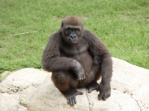 Harambe - Western Lowland Gorilla