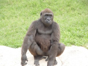 Harambe - Western Lowland Gorilla